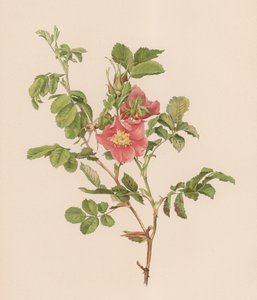 English Rose by English School